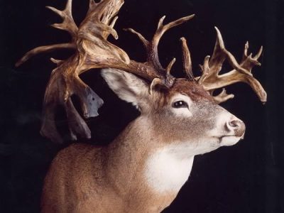 Deer064 BTRPic3