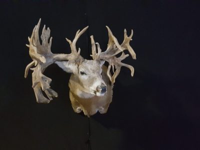 Deer064nosign
