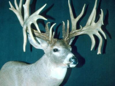Deer065 BTRScore1